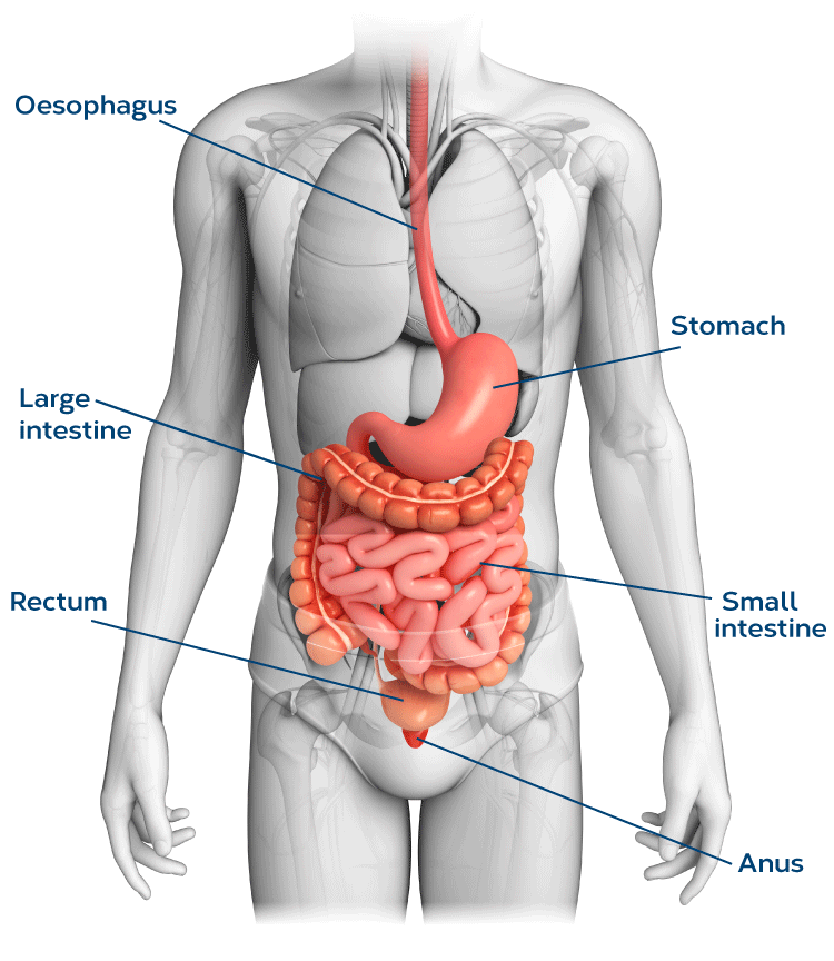 schema-systeme-digestif-en